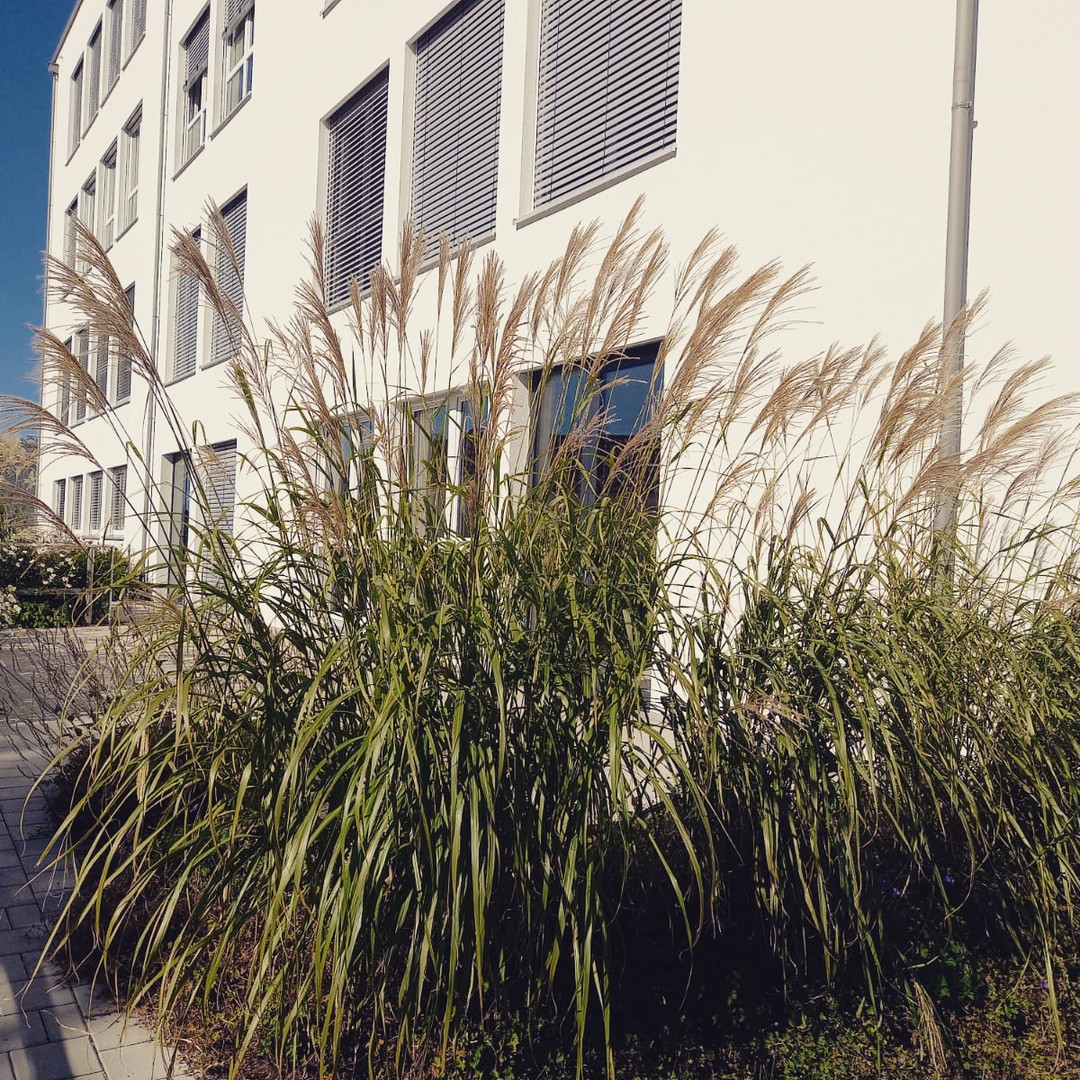 🌸 Aufgepasst, Stockach! 🌸